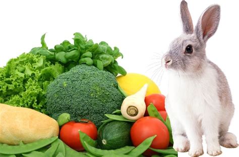 Maybe you would like to learn more about one of these? What Vegetables Can Rabbits Eat - What Vegetables Are Bad ...