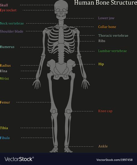 Human bone diagram wiring diagrams click. Human Skeleton Diagram Pdf - Diagram
