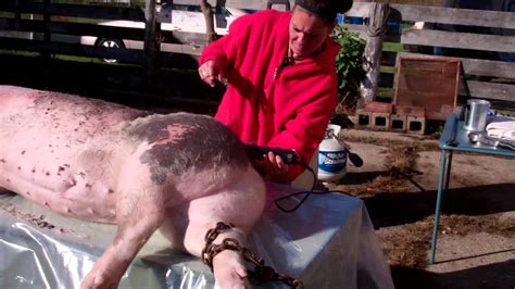 This is caused by broken or. Removing the hair from the pigs (fail kinda) - YouTube