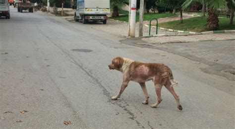 We did not find results for: Bursa'da uyuz köpek alarmı! - Haberleri - Gündem Bursa