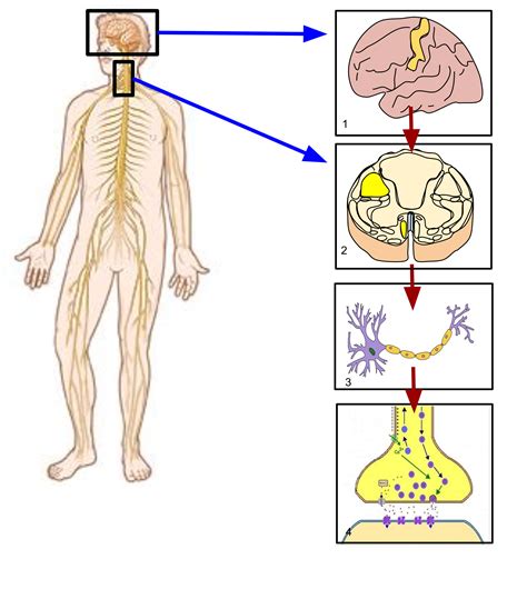 After reading this article you will learn about the working of simple reflex with the help of a diagram. Somatic nervous system - Wikipedia