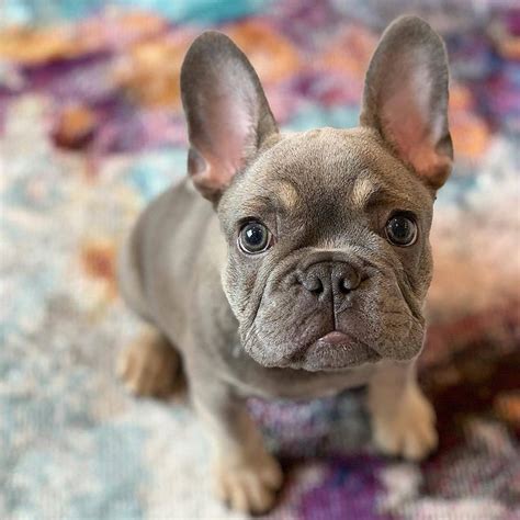 How to know how many puppies a french bulldog is carrying. How Many Puppies Can A French Bulldog Have At One Time ...