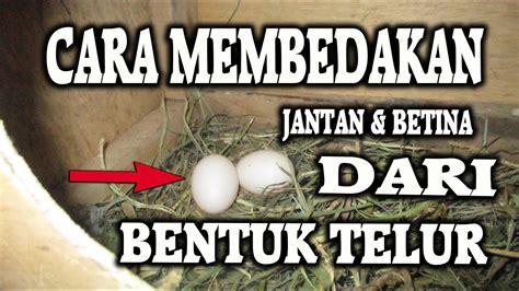 • kalau bagian supit tersebut terasa lebih rapat dan keras berarti jantan, tapi kalau terasa renggang/lebar dan lunak berarti betina. Cara Membedakan Jantan Dan Betina Dari Bentuk Telur Burung Merpati - YouTube