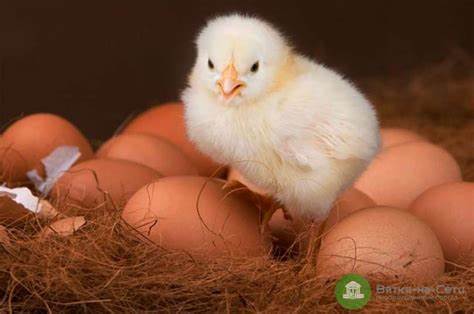 Диета творог курица яйцо Что появилось раньше — курица или яйцо? Учёные дали ответ - Новости Что появилось раньше — курица или яйцо? Учёные дали ответ - Новости Диета творог курица яйцо