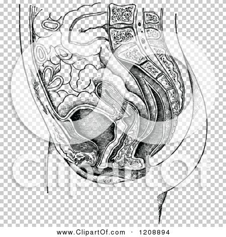 Swan skeleton vintage style art print cygnus olor black and white grey animal anatomy. Clipart of a Vintage Black and White Female Anatomy of a Uterus - Royalty Free Vector ...