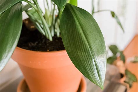 Botanical name is aspidistra the cast iron plant's botanical name is aspidistra elatior and is a durable and tough plant. Cast-Iron Plant: Care & Growing Guide