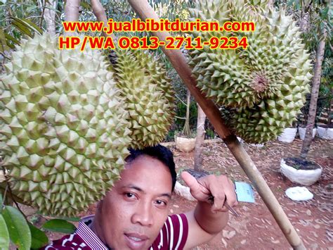 Wee chong beng, tanah merah, kelantan. SPESIAL..! Hp/Wa 0813-2711-9234, Durian Bawor Vs Montong ...