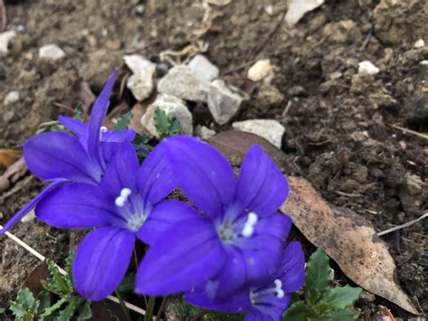 It grows in high rainfall (for australia) areas in the alps, in environs ranging from shady roadside cuttings on mount hotham to full sun herbfields on the main range. Wahlenbergia gloriosa - D'arcy and Everest