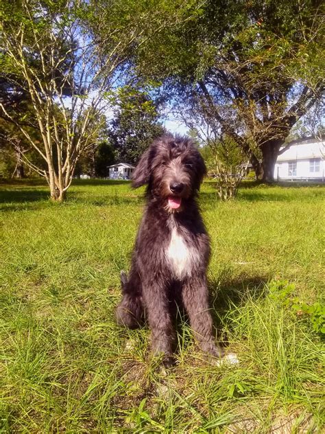 Irish wolfhound puppies and dogs. Irish Wolfhound Puppies For Sale | Live Oak, FL #333263