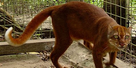 Cek harga kandang kucing secara online di indonesia | temukan berbagai kupon & diskonnya sekarang! Hewan-hewan langka ini hanya ditemukan di Pulau Kalimantan ...