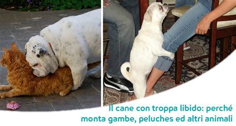 Sognare cane che morde indica la parte animale dell'essere umano e l'istinto in tutte le sue forme, una parte addomesticata o parzialmente integrata. Signora Si Fa Scopare Dal Cane - Cani Che Aggrediscono I Padroni E Necessario Ritornare Ad Una ...