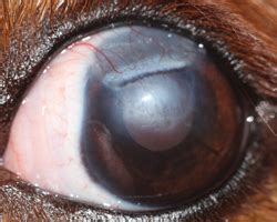 Most ulcers are treated with drops or therapy during the pet's eye examination. Corneal Ulcers in Dogs and Cats