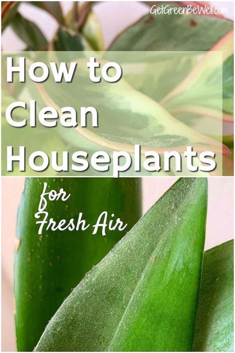 To begin with we are going to walk through the steps it take to understand. green indoor plant leaves covered in dust how to clean ...