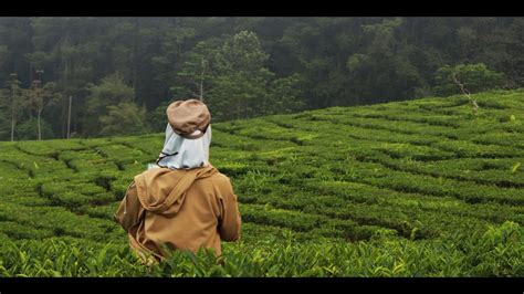 Maybe you would like to learn more about one of these? Wisata Kebun Teh Lembang Bandung - YouTube