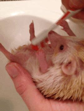 Hedgehogs are cute mammals which hold an incredibly interesting appearance. Hedgehog Bath Time - Pins and Procrastination