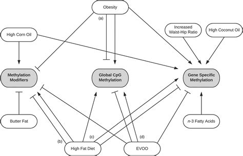 The nurse admits a woman reporting severe right upper quadrant pain after eating christmas the nurse cares for a client with obesity and discusses the increased risk of certain cancers related to obesity. Dietary fat and obesity as modulators of breast cancer ...