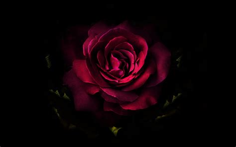 I hope you are all will be fine in sha allah. Deep Red Rose HD Wallpaper | Background Image | 2048x1280 ...