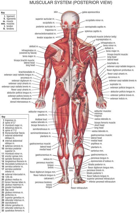 How to build a wide back. Muscular System Diagram Anatomy muscular system - the ...