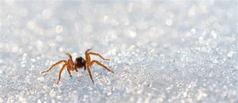 The immediate bite doesn't usually cause pain, but guinea pigs are most at risk to the bite of this spider. Spiders - Rescue