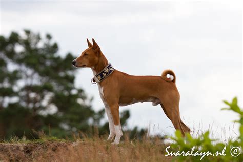 Cuterebra bajensis scientific classification kingdom: BASENJI - Noticias de Perros