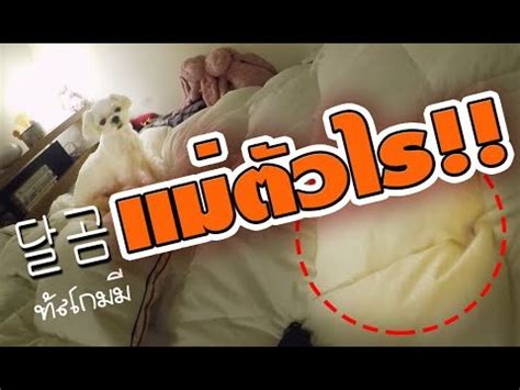 สำหรับ จีซู ถือว่าเป็นเรื่องแปลกอย่างหนึ่ง เธอและน้องเล็กในครอบครัว แต่กลับเป็นพี่คนโตของวง ทำให้เธอต้องปรับตัวเล็ก. หมาจีซู"ทัลโกม"จู่โจมผ้าห่มอย่างรุนแรง.!? - YouTube