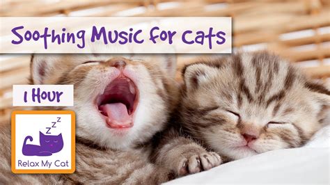 Choose from roast beef or roast pork and crackling with roast. 1 HOUR OF MUSIC FOR CATS! Classical relaxing soothing cat ...