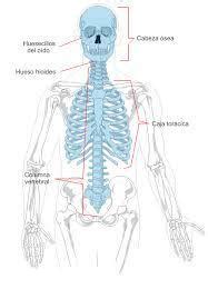 33 bones make up your skeletal backbone. diferencias sexuales del esqueleto axial - Brainly.lat