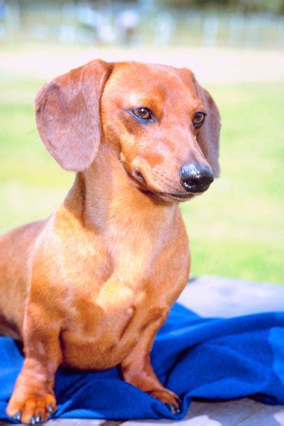 Puppy morning routine miniature dachshund puppy! Dachshund Hair Loss - Pets