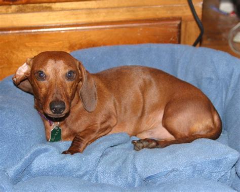 Dachshund in dogs & puppies for sale. Dachshund Puppies Oregon Washington - Pet Inspiration