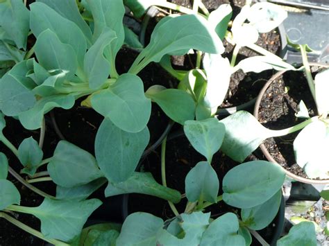 Halophytes, mertensia maritima, primorsky region, sakhalin island, photosynthetic. Mertensia maritima - Les arômes du grès