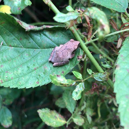 Shoot, stab, burn, poison, tear, vaporise, or crush ragdolls in a large open space. Pete's Pond Preserve (Wickliffe) - 2020 All You Need to ...