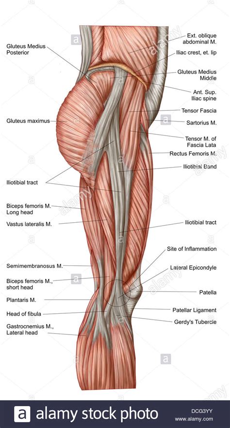 The hamstrings flex the knee joint and extend the thigh to the back side of the body. Anatomy of human thigh muscles, anterior view Stock Photo ...