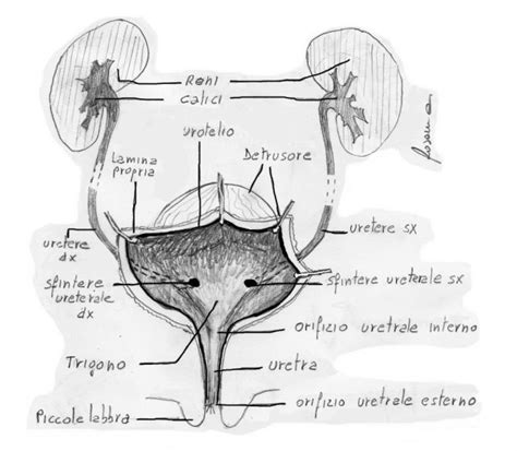 Anatomia della vescica - Cistite.info APS Onlus