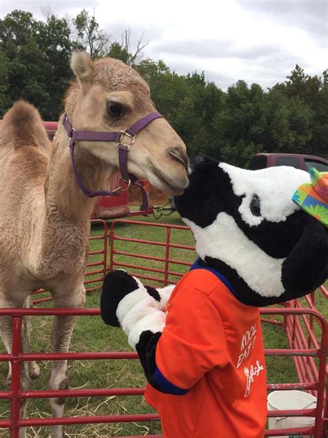 Your little guests will have a blast petting their furry friends and learning lots about all of the critters on old macdonald's farm. The Peaceable Kingdom Petting Zoo | Traveling Mobile ...