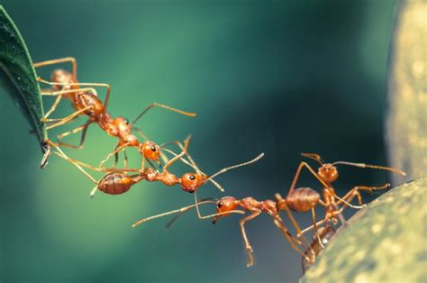 Semut berkawat satu satu hora hore. Mengapa Semut Jalan Berbaris, Ini Penjelasannya | Majalah Ayah