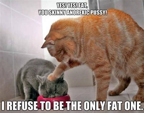 Funny animal memes cute funny animals funny memes memes humor funny videos funny drunk funny pics 9gag funny fat cats cat noises meaning cats blinking communication,different cat noises do cats blink their eyes,speaking. Pin on Animal