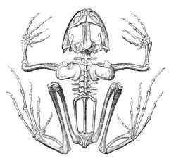 Was going through a folder the other day and found a ton of old drawings that i thought i would share. Animal Skeleton Drawing at PaintingValley.com | Explore collection of Animal Skeleton Drawing