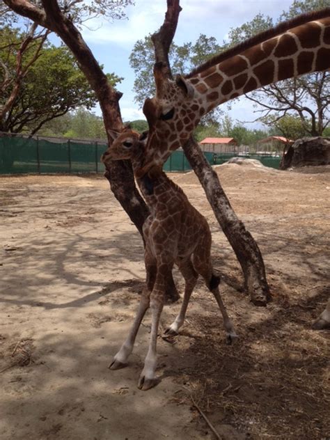 Al entrar vimos que se trataba del parque safari restaurante, un restaurante temático donde se puede compartir un rato agradable con familia y amigos. Dos jirafas macho nacen en parque África Safari - La Nación