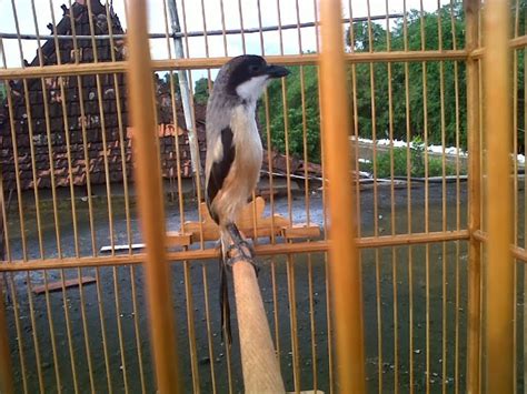 Burung cendet jawa barat memiliki postur tubuh yang tegap sehingga terlihat lebih menarik. Cendet Jatim: Cara Terbaik Memaster Cendet