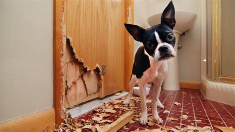 Check spelling or type a new query. How to get your house ready for a new puppy | Stuff.co.nz