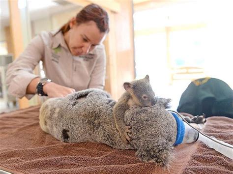 The kind of life a person normally leads when they are married and have children. Photos of a Baby Koala Clinging to His Mother While She ...