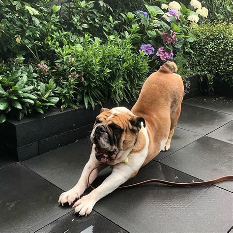 Pin van Baggy Bulldogs op Baggy Bulldog Rescue