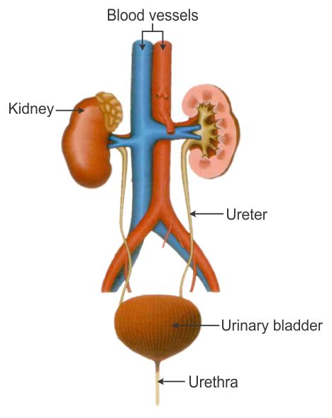 For in vivo optoacoustic imaging for instance, hb provides and excellent contrast and you need not any label for visualizing blood vessels. 1in mammals and birds why is it necessary to separte oxygenated and de oxgyenated blood 2draw a ...