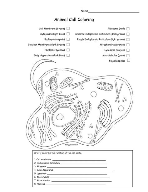 The lysosomes are oval and the animal cell coloring key will be very good for you only by clicking on the right and select save to download. Animal Cell Coloring DOC cakepins.com | Teacher things ...