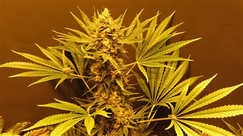 Consult a doctor before using cannabis for medical purposes. G13 Haze (Mr. Nice) 15 regulär Samen - 1000Seeds