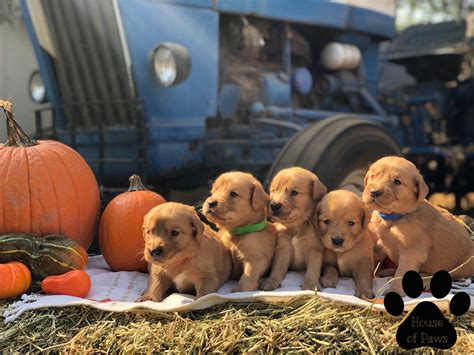 If you are looking for puppies for sale or a particular stud dog in your area you can. House Of Paws - Golden Retriever Puppies For Sale - Born ...
