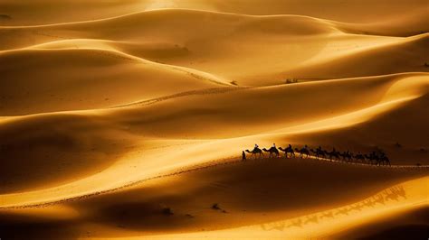 Camels have adapted to harsh desert conditions that require them to eat thorny plants. Desert Habitat