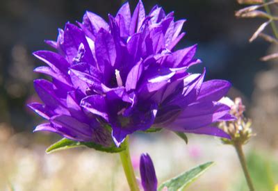 Here's a purple flowers list to help you choose a plant prince would love: Purple Perennials! 4 Great Plants To Add Purple To The ...