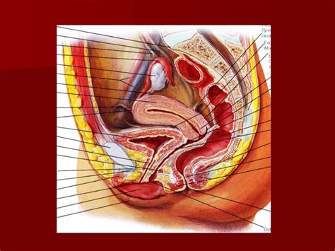 Male and female doctor with stomach gastric,internal organs anatomy body part nervous system, background. GENITAL ORGANS THE MALE INTERNAL GENITAL