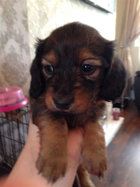 Miniature dachshunds are energetic, brave, intelligent and independent. Miniature Dachshund Puppies For Sale | Topeka, KS #184914